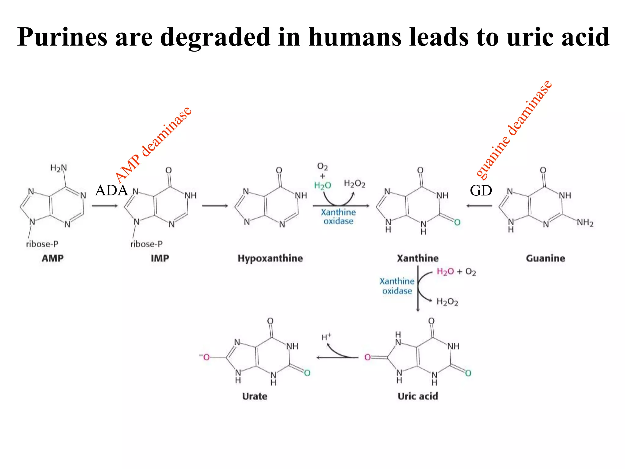 Purines are degraded in humans leads to uric acid
ADA GD
 