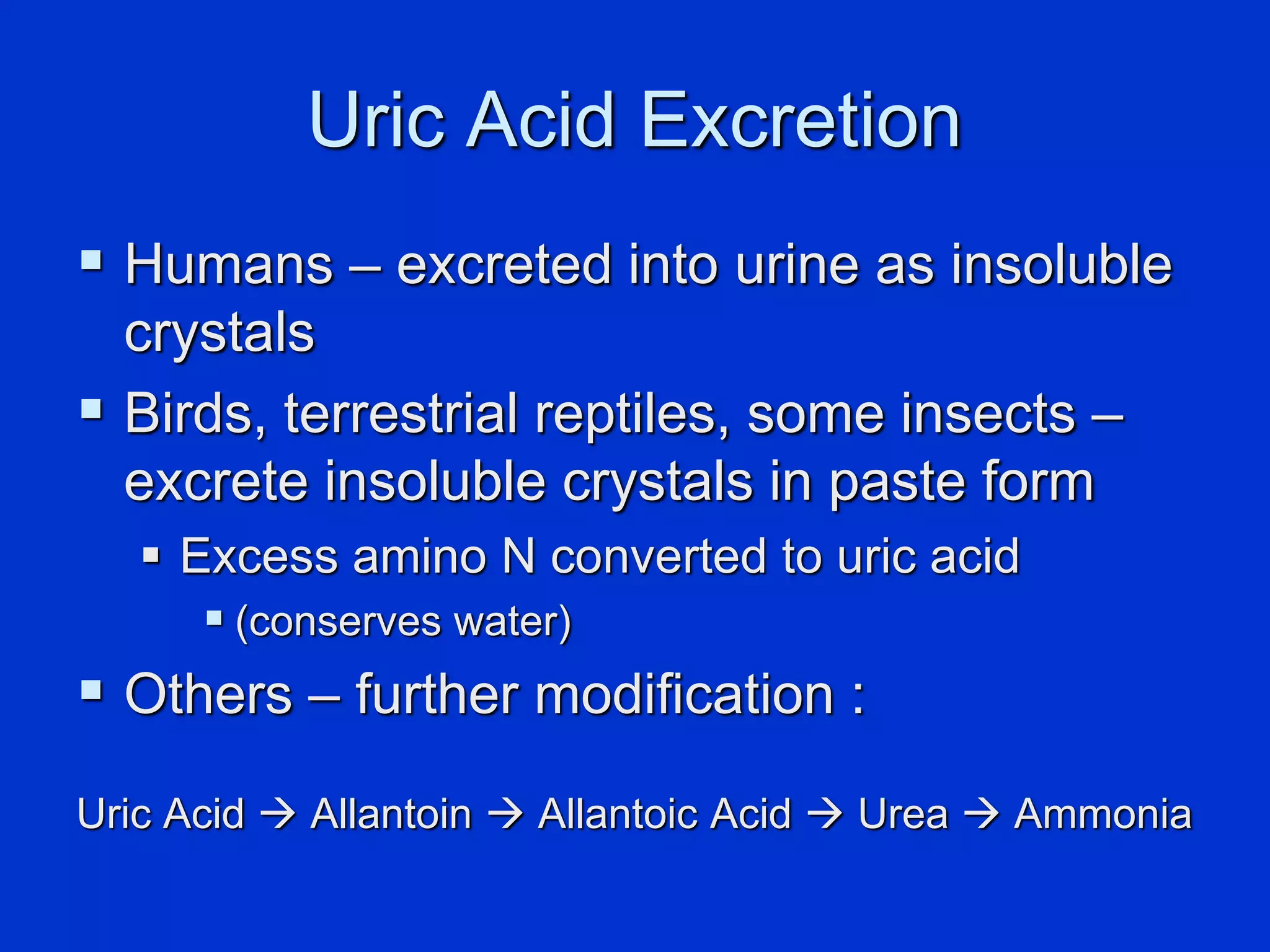 Uric Acid Excretion
 Humans – excreted into urine as insoluble
crystals
 Birds, terrestrial reptiles, some insects –
excrete insoluble crystals in paste form
 Excess amino N converted to uric acid
 (conserves water)
 Others – further modification :
Uric Acid  Allantoin  Allantoic Acid  Urea  Ammonia
 