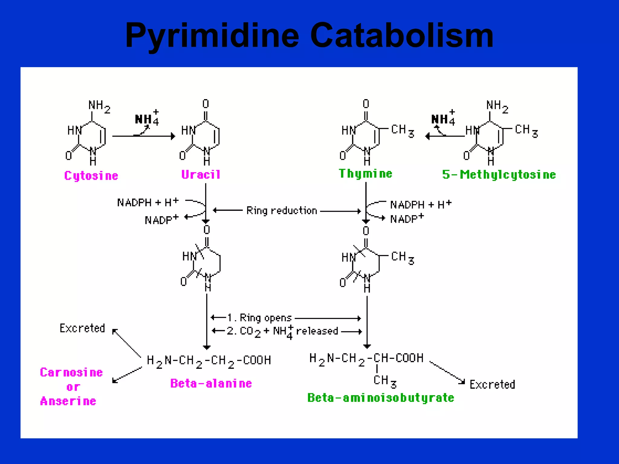 Pyrimidine Catabolism
 