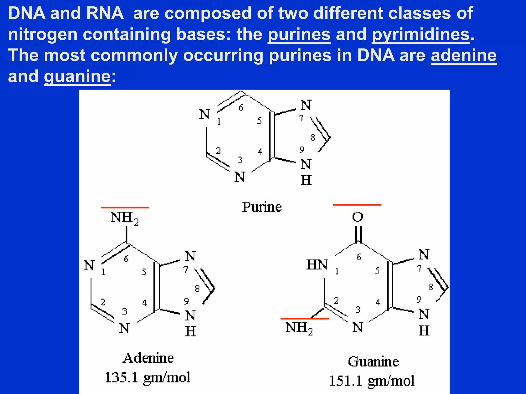 DNA and RNA are composed of two different classes of
nitrogen containing bases: the purines and pyrimidines.
The most commonly occurring purines in DNA are adenine
and guanine:
 