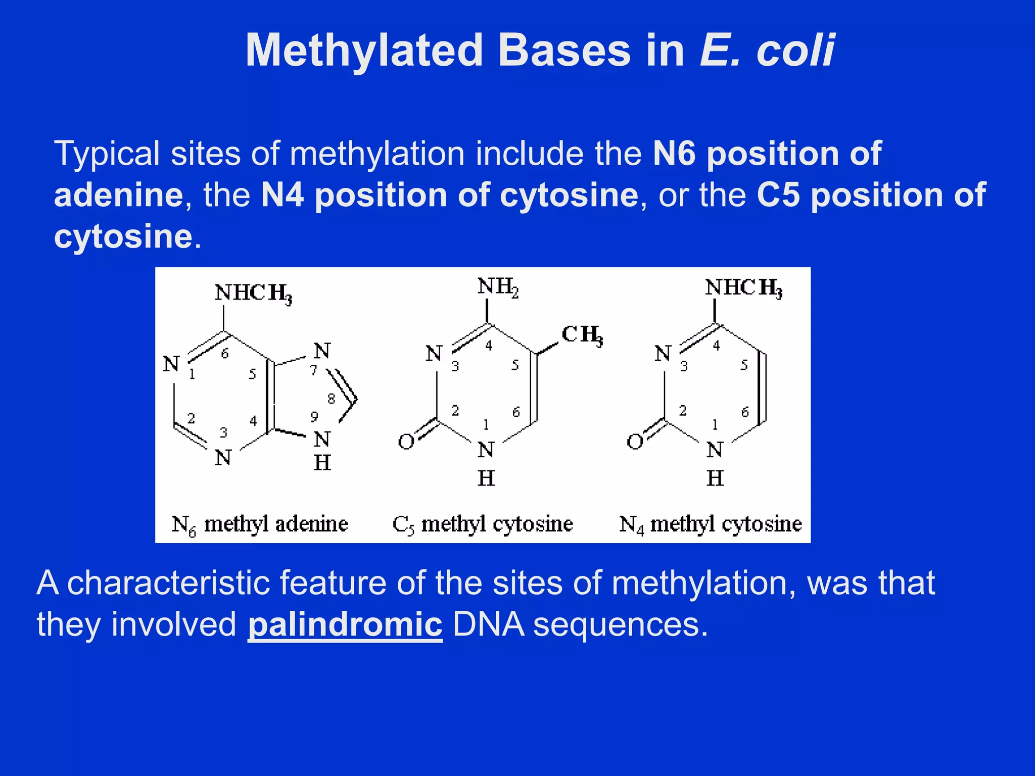 Methylated Bases in E. coli
Typical sites of methylation include the N6 position of
adenine, the N4 position of cytosine, or the C5 position of
cytosine.
A characteristic feature of the sites of methylation, was that
they involved palindromic DNA sequences.
 