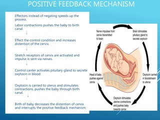POSITIVE FEEDBACK MECHANISM
• Effectors instead of negating speeds up the
process.
• Labor contractions pushes the baby to birth
canal.
• Effect the control condition and increases
distention of the cervix.
• Stretch receptors of cervix are activated and
impulse is sent via nerves.
• Control canter activates pituitary gland to secrete
oxytocin in blood.
• Oxytocin is carried to uterus and stimulates
contractions, pushes the baby through birth
canal.
• Birth of baby decreases the distention of cervix
and interrupts the positive feedback mechanism.
 