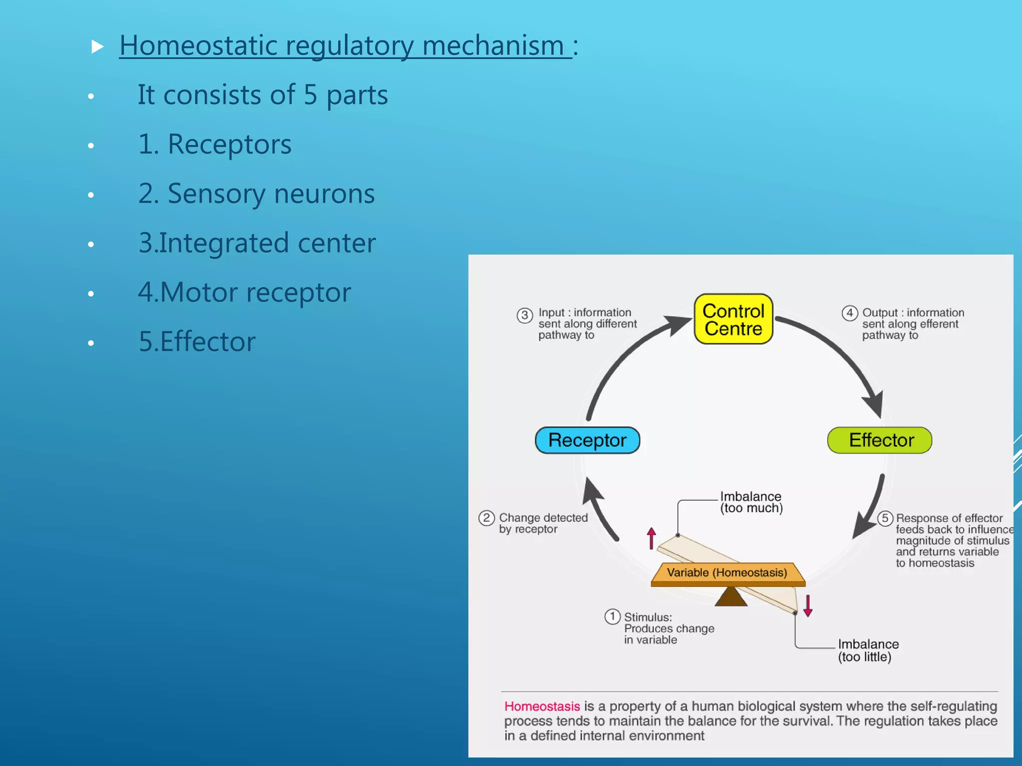  Homeostatic regulatory mechanism :
• It consists of 5 parts
• 1. Receptors
• 2. Sensory neurons
• 3.Integrated center
• 4.Motor receptor
• 5.Effector
 
