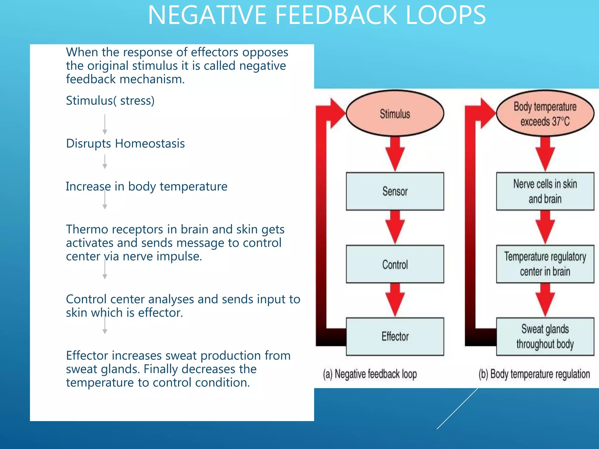 NEGATIVE FEEDBACK LOOPS
• When the response of effectors opposes
the original stimulus it is called negative
feedback mechanism.
• Stimulus( stress)
• Disrupts Homeostasis
• Increase in body temperature
• Thermo receptors in brain and skin gets
activates and sends message to control
center via nerve impulse.
• Control center analyses and sends input to
skin which is effector.
• Effector increases sweat production from
sweat glands. Finally decreases the
temperature to control condition.
 