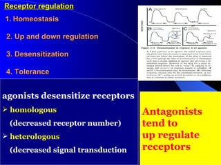 Antagonists  tend to  up regulate  receptors   Receptor regulation      1.   Homeostasis    2. Up and down regulation     3. Desensitization     4. Tolerance  agonists desensitize receptors homologous   (decreased receptor number) heterologous (decreased signal transduction 