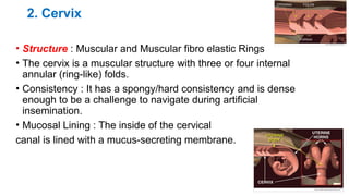 Lecture 1_ Reproductive Anatomy and Physiology of cow.pptx