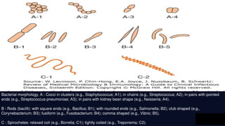 Fuiform Rods Comprehensive Guide to Microbial Structures and Clinical Infectious ...