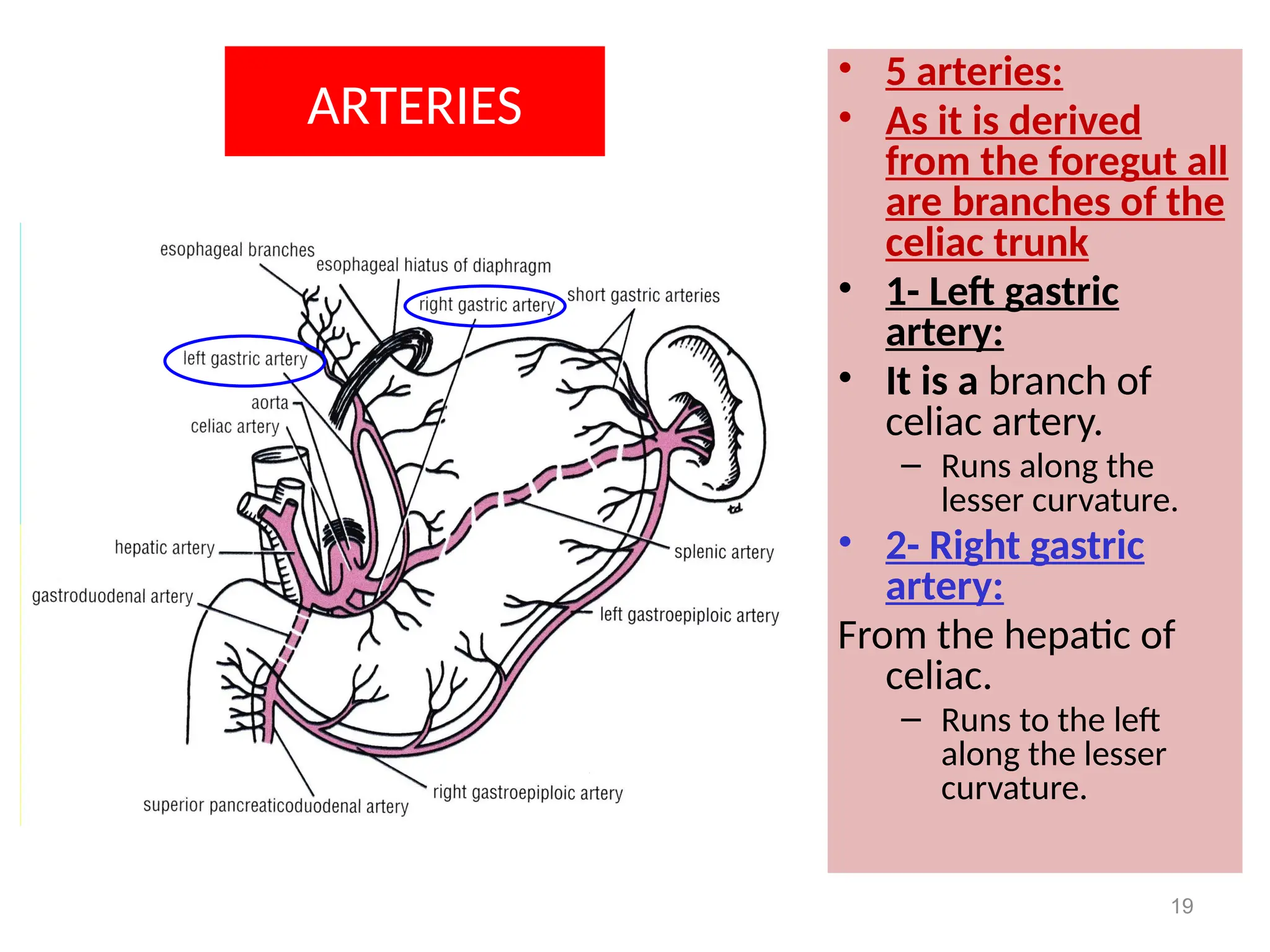 Lecture 1 Stomach, Liver and Gall Bladder.pptx