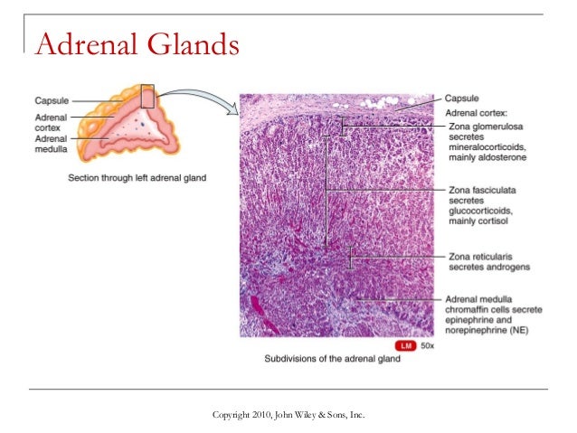 adrenal cortex secretes adrenal cortex secretes