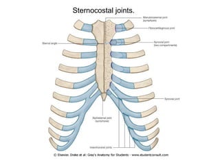 Sternocostal joints. 