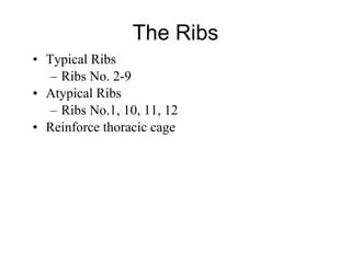 The Ribs Typical Ribs  Ribs No. 2-9 Atypical Ribs  Ribs No.1, 10, 11, 12  Reinforce thoracic cage 