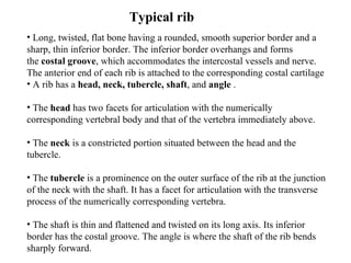 Long, twisted, flat bone having a rounded, smooth superior border and a sharp, thin inferior border .  The inferior border overhangs and forms the   costal groove ,  which accommodates the intercostal vessels and nerve. The anterior end of each rib is attached to the corresponding costal cartilage   A rib has a  head, neck, tubercle, shaft , and  angle  . The  head  has two facets for articulation with the numerically corresponding vertebral body and that of the vertebra immediately above. The  neck  is a constricted portion situated between the head and the tubercle.  The  tubercle  is a prominence on the outer surface of the rib at the junction of the neck with the shaft. It has a facet for articulation with the transverse process of the numerically corresponding vertebra. The shaft is thin and flattened and twisted on its long axis. Its inferior border has the costal groove. The angle is where the shaft of the rib bends sharply forward.  Typical rib 