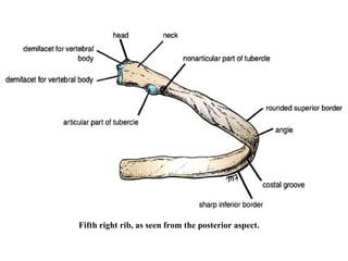 Fifth right rib, as seen from the posterior aspect .  