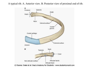 A typical rib. A. Anterior view. B. Posterior view of proximal end of rib. 