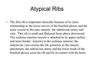 Atypical Ribs The first rib is important clinically because of its close relationship to the lower nerves of the brachial plexus and the main vessels to the arm, namely, the subclavian artery and vein   . This rib is small and flattened from above downward .  The scalenus anterior muscle is attached to its upper surface and inner border .  Anterior to the scalenus anterior, the subclavian vein crosses the rib; posterior to the muscle attachment, the subclavian artery and the lower trunk of the brachial plexus cross the rib and lie in contact with the bone .  