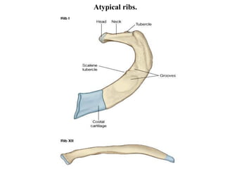 Atypical ribs. 