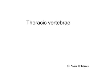 Thoracic vertebrae Dr, Noura El Tahawy 
