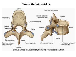 Typical thoracic vertebra. 