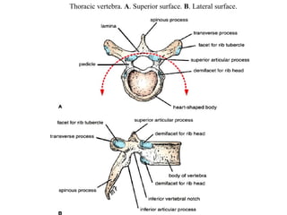 Thoracic vertebra .  A .  Superior surface .  B .  Lateral surface .  
