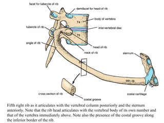 also also Fifth right rib as it articulates with the vertebral column posteriorly and the sternum anteriorly. Note that the rib head articulates with the vertebral body of its own number and that of the vertebra immediately above. Note also the presence of the costal groove along the inferior border of the rib . 