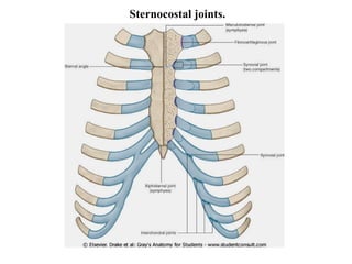 Sternocostal joints. 
