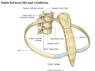 Joints between ribs and vertebreae 