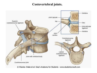 Costovertebral joints. 