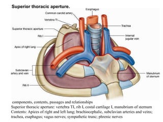 Superior thoracic aperture. components, contents, passages and relationships Superior thoracic aperture: vertebra TI, rib I, costal cartilage I, manubrium of sternum Contents: Apices of right and left lung; brachiocephalic, subclavian arteries and veins; trachea, esaphagus; vagus nerves; sympathetic trunc; phrenic nerves 