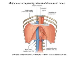 Major structures passing between abdomen and thorax. 