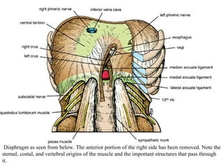   Diaphragm as seen from below. The anterior portion of the right side has been removed. Note the sternal, costal, and vertebral origins of the muscle and the important structures that pass through it .  