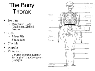 The Bony Thorax Sternum Manubrium, Body (Gladiolus), Xiphoid Process Ribs 7 True Ribs 5 False Ribs Clavicle Scapula Vertebrae Cervicle,Thoracic, Lumbar, Sacral (Sacrum), Coccygeal (Coccyx) 