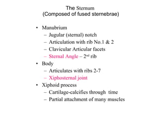 The  Sternum  (Composed of fused sternebrae) Manubrium Jugular (sternal) notch Articulation with rib No.1 & 2 Clavicular Articular facets Sternal Angle  – 2 nd  rib Body Articulates with ribs 2-7 Xiphosternal joint Xiphoid process Cartilage-calcifies through  time Partial attachment of many muscles 