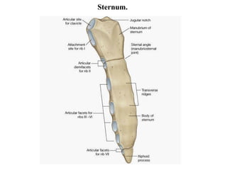 Sternum. 