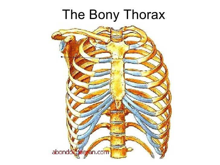 What bones make up the bony thorax?