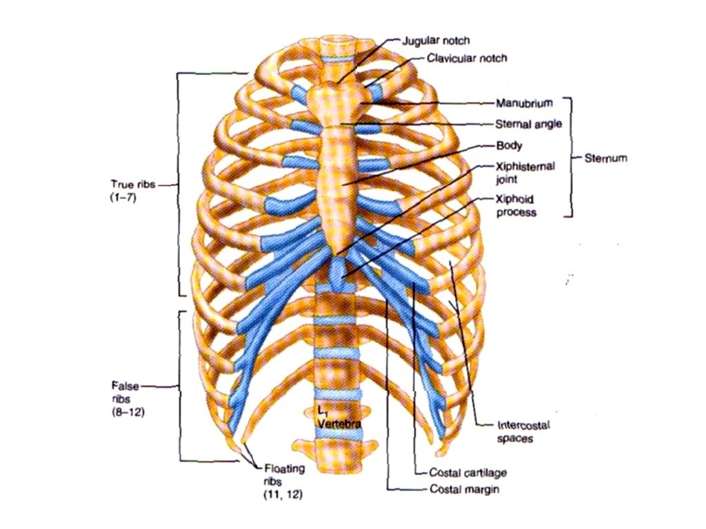 Lecture 1 thoracic wall