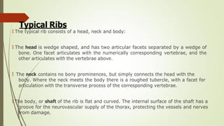 Lecture 1 Thorax osteology and ribs and muscles.pdf