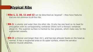 Lecture 1 Thorax osteology and ribs and muscles.pdf