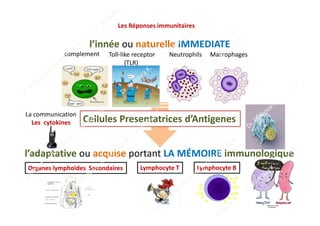 TLRToll-like receptor
Microbiote
Microbes Symbiotiques
L’immunité innée constitue la première ligne du SI (Système Immunit...