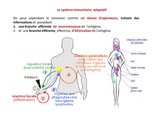 Le traitement de l'information entre les différents acteurs cellulaires du système
immunitaire peut se faire selon deux mo...