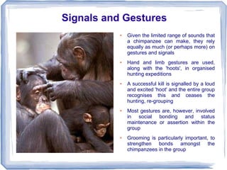 Signals and Gestures
           ●   Given the limited range of sounds that
               a chimpanzee can make, they rely
               equally as much (or perhaps more) on
               gestures and signals
           ●   Hand and limb gestures are used,
               along with the 'hoots', in organised
               hunting expeditions
           ●   A successful kill is signalled by a loud
               and excited 'hoot' and the entire group
               recognises this and ceases the
               hunting, re-grouping
           ●   Most gestures are, however, involved
               in social bonding and status
               maintenance or assertion within the
               group
           ●   Grooming is particularly important, to
               strengthen bonds amongst the
               chimpanzees in the group
 
