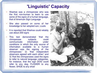 'Linguistic' Capacity
●   Washoe was a chimpanzee who was
    the first non-human to learn to use
    some of the signs of a human language,
    that of American Sign Language
●   She also passed on some of her
    knowledge to her adopted son, Loulis
●   It is reported that Washoe could reliably
    use about 250 signs
●   This test demonstrated 'that the
    chimpanzee           subjects     could
    communicate        information    under
    conditions in which the only source of
    information available to a human
    observer was the signing of the
    chimpanzee;' 2) 'that independent
    observers agreed with each other;' and
    3) 'that the chimpanzees used the signs
    to refer to natural language categories,
    for instance, that the sign DOG could
    refer to any dog, FLOWER to any
    flower, SHOE to any shoe'
 