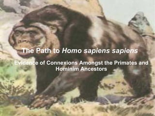 The Path to Homo sapiens sapiens
Evidence of Connexions Amongst the Primates and
               Hominim Ancestors
 