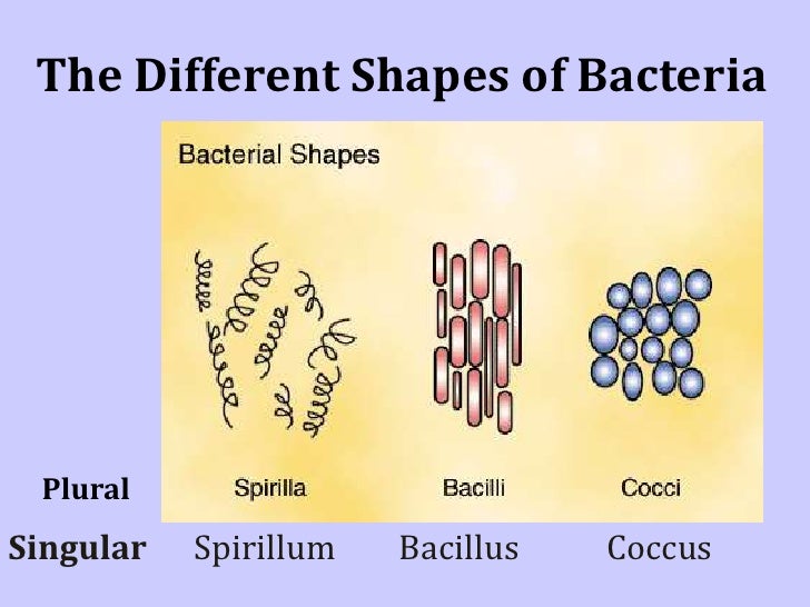What Is Plural For Bacteria