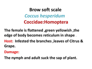Brow soft scale
Coccus hesperidum
Coccidae:Homoptera
The female is flattened ,green yellowish ,the
edge of body becomes reticulum in shape .
Host: Infested the branches ,leaves of Citrus &
Grape.
Damage:
The nymph and adult suck the sap of plant.
 