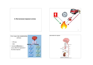 2. The hormonal response to stress
14
Stress triggers two complementary
pathways
!
• HPA axis
• SNS
• Individual differences (i.e.:
attitude) affect the magnitude of
the stress response
Neuroendocrine response
 