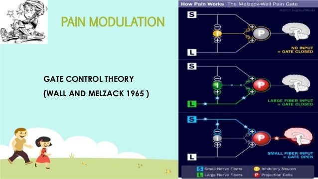 Pain gate theory ppt presentation