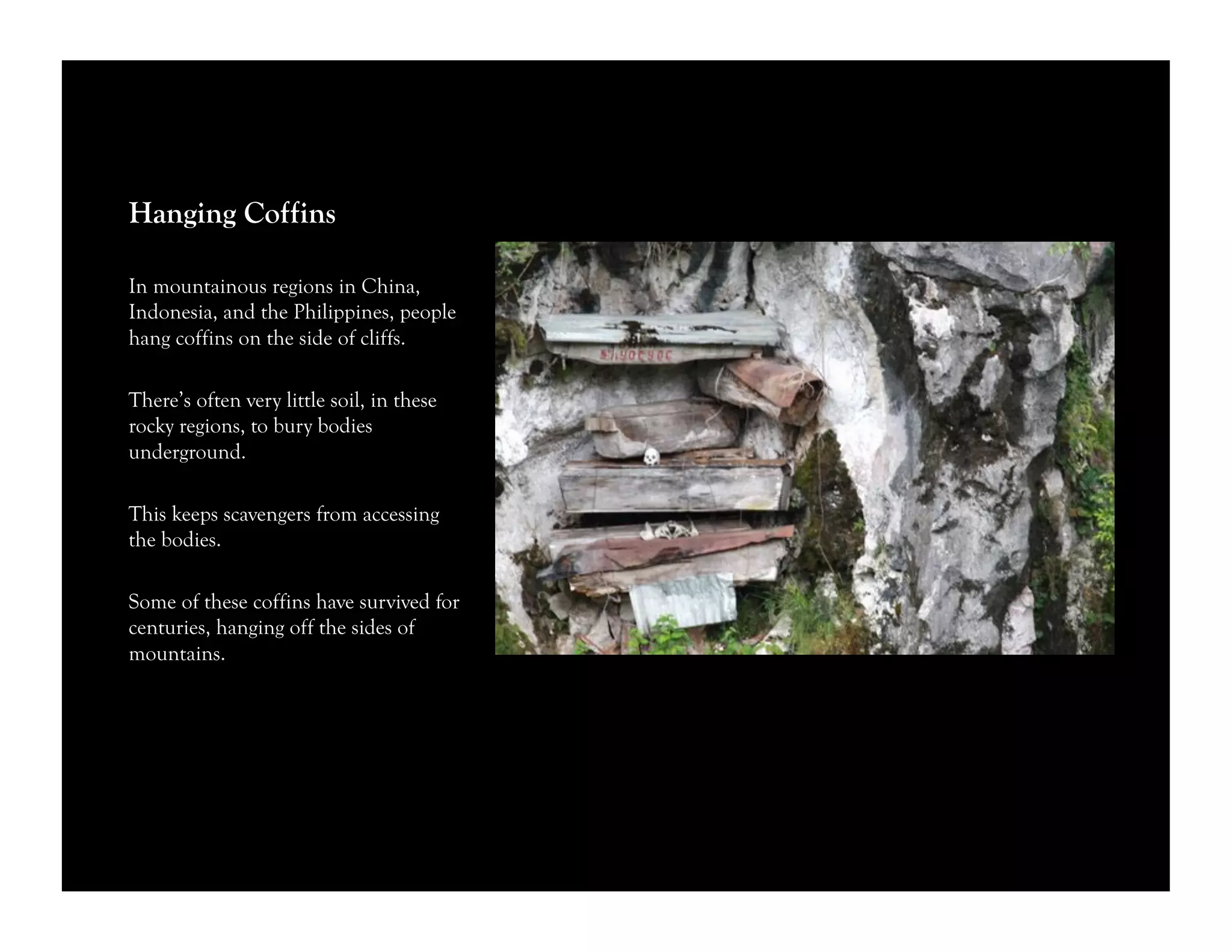 Hanging Coffins
In mountainous regions in China,
Indonesia, and the Philippines, people
hang coffins on the side of cliffs.
There’s often very little soil, in these
rocky regions, to bury bodies
underground.
This keeps scavengers from accessing
the bodies.
Some of these coffins have survived for
centuries, hanging off the sides of
mountains.
 