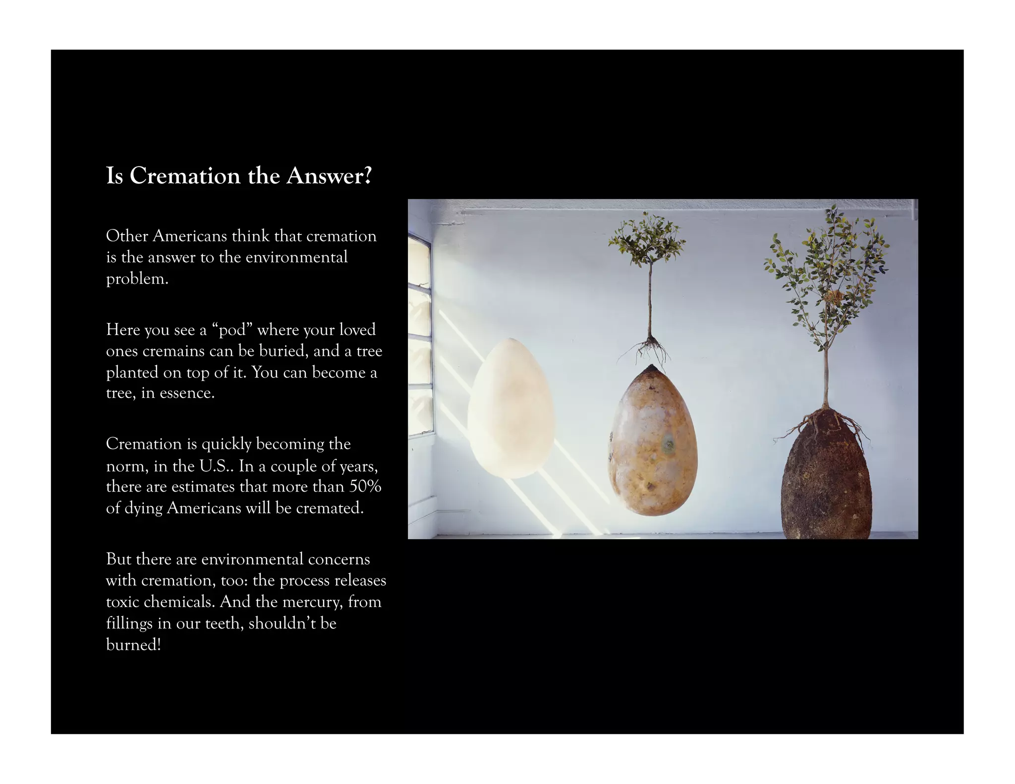 Is Cremation the Answer?
Other Americans think that cremation
is the answer to the environmental
problem.
Here you see a “pod” where your loved
ones cremains can be buried, and a tree
planted on top of it. You can become a
tree, in essence.
Cremation is quickly becoming the
norm, in the U.S.. In a couple of years,
there are estimates that more than 50%
of dying Americans will be cremated.
But there are environmental concerns
with cremation, too: the process releases
toxic chemicals. And the mercury, from
fillings in our teeth, shouldn’t be
burned!
 