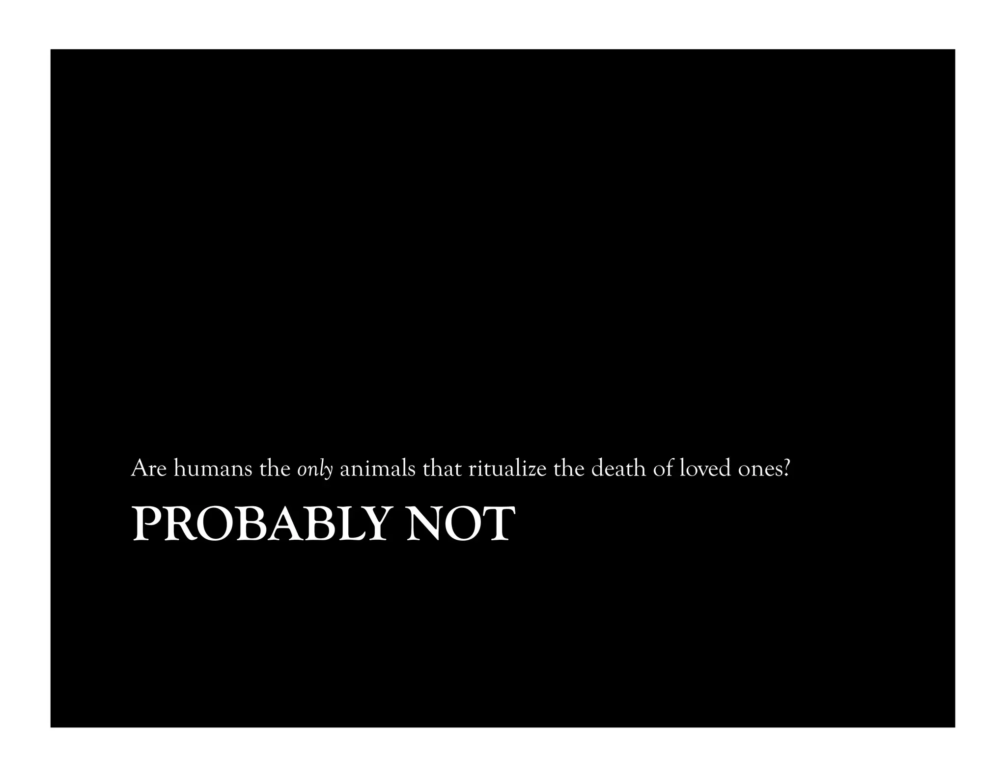 PROBABLY NOT
Are humans the only animals that ritualize the death of loved ones?
 