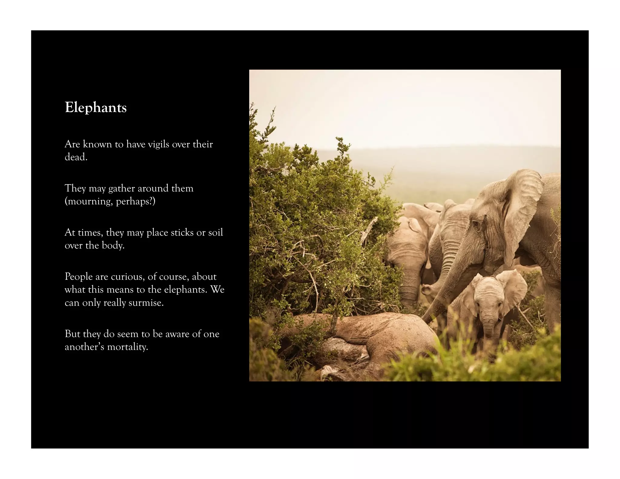 Elephants
Are known to have vigils over their
dead.
They may gather around them
(mourning, perhaps?)
At times, they may place sticks or soil
over the body.
People are curious, of course, about
what this means to the elephants. We
can only really surmise.
But they do seem to be aware of one
another’s mortality.
 